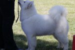 Meilleur Puppy Aytré 2015